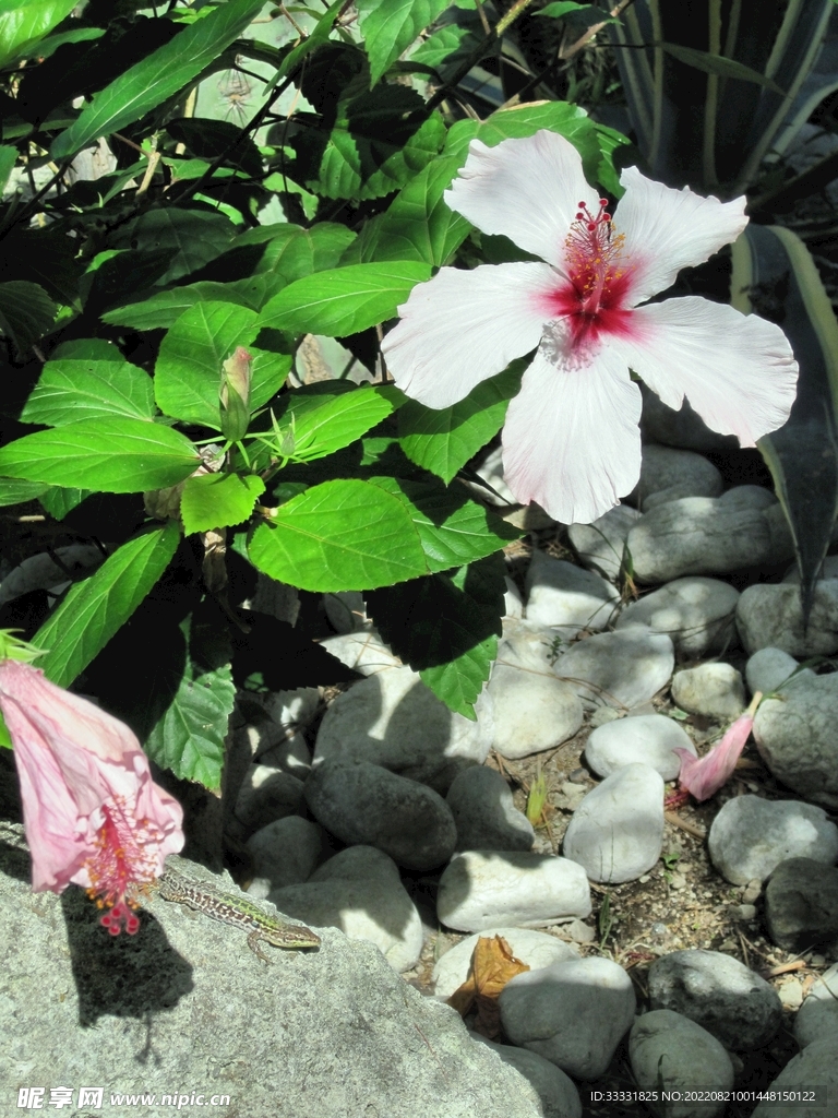 蜥蜴 