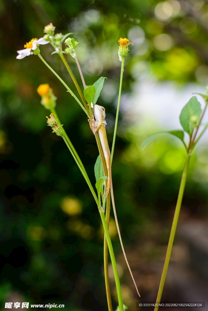 蜥蜴 