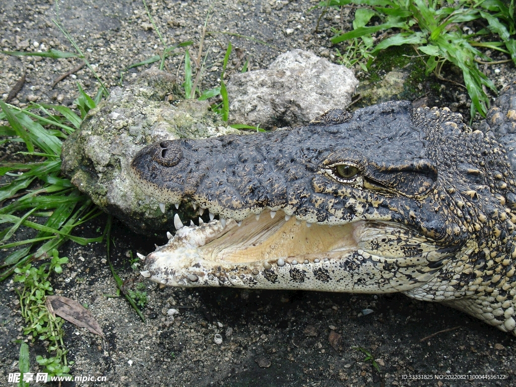 鳄鱼
