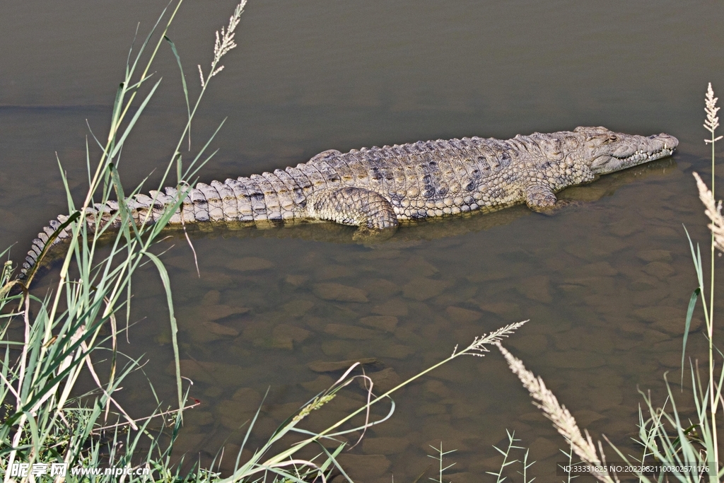 鳄鱼