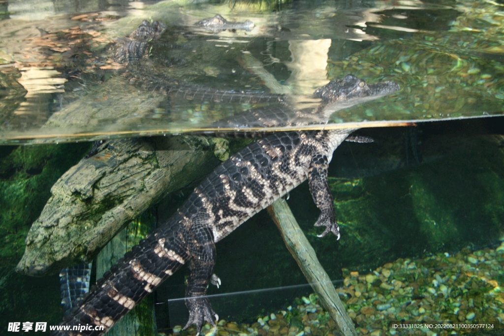 鳄鱼