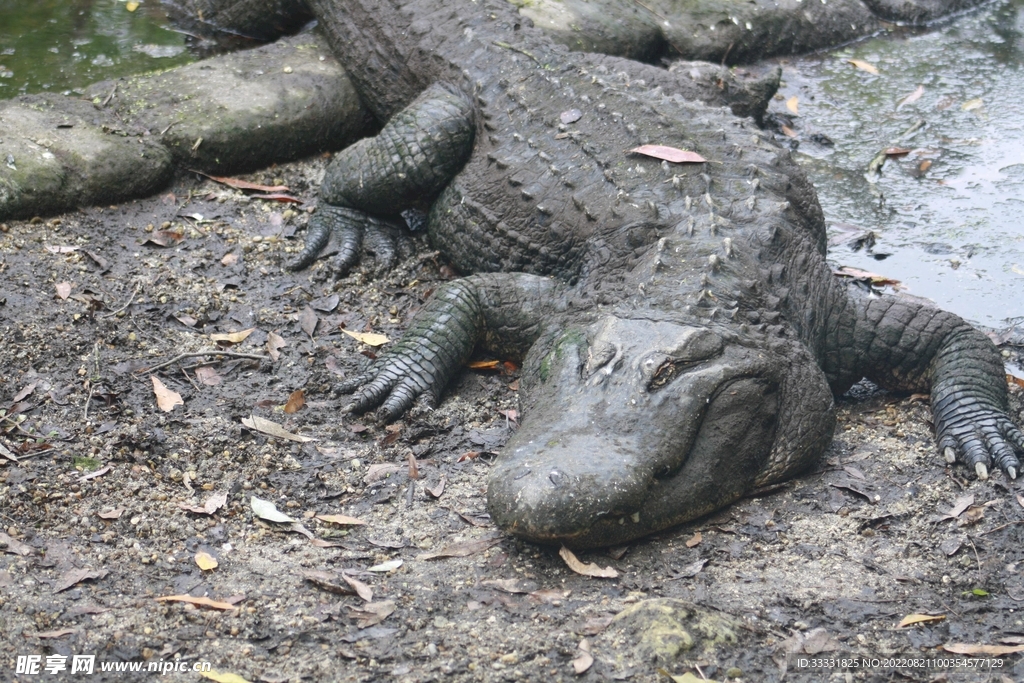 鳄鱼