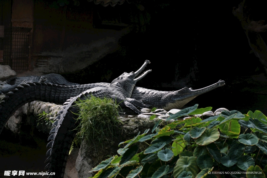 鳄鱼
