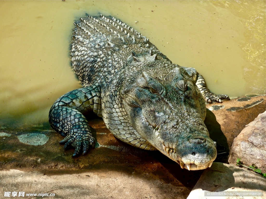 鳄鱼