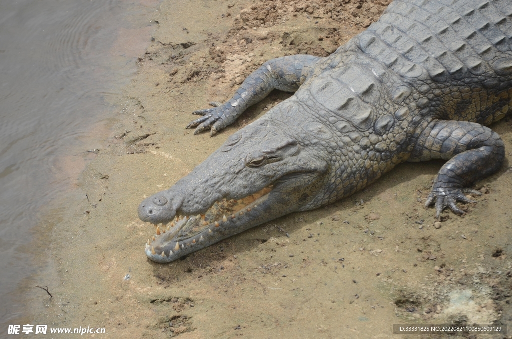 鳄鱼