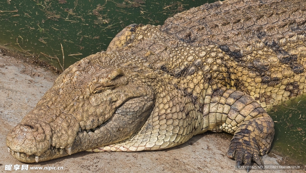 鳄鱼