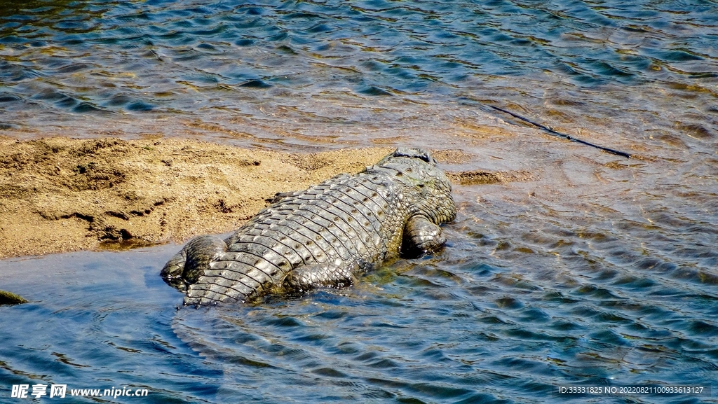 鳄鱼