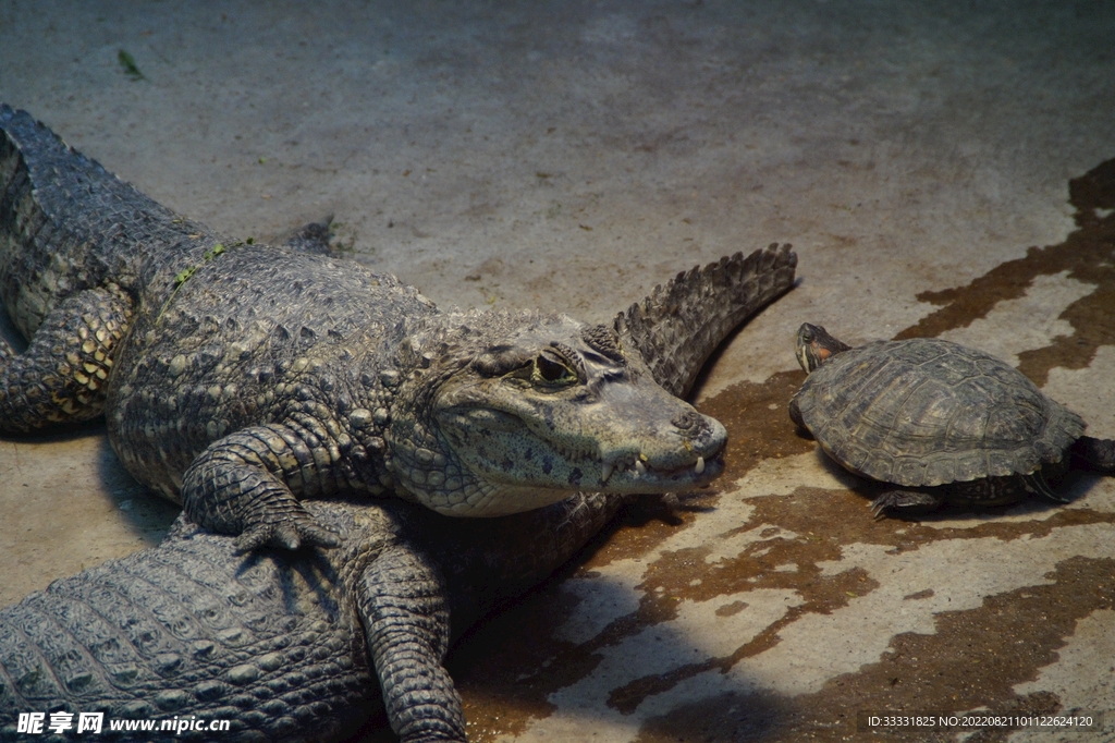 鳄鱼