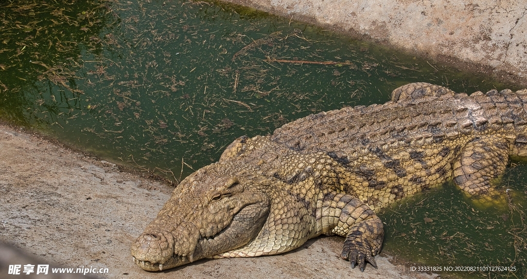 鳄鱼