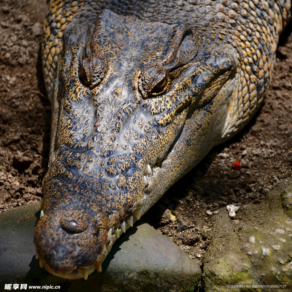 鳄鱼