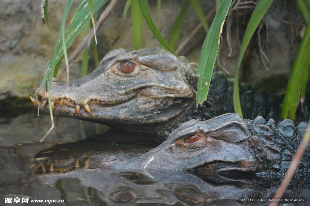鳄鱼
