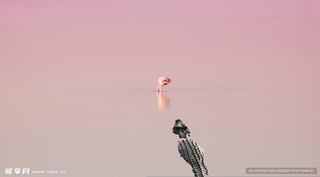 鳄鱼