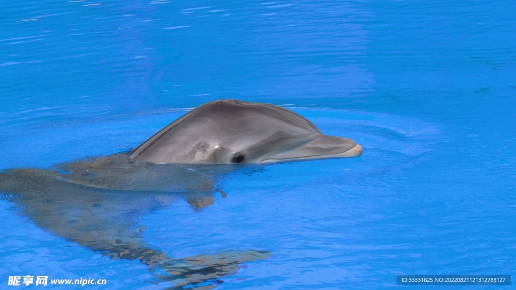 海豚