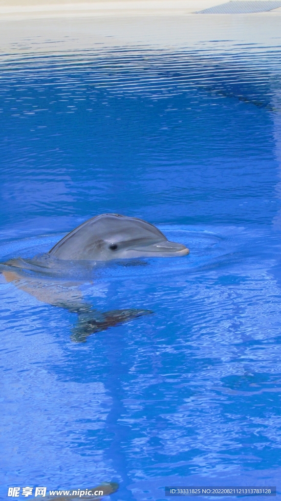 海豚