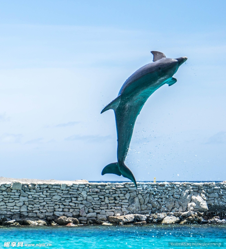 海豚