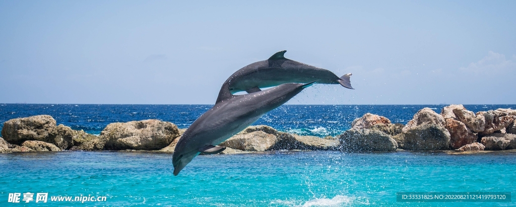 海豚