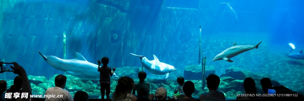 海豚