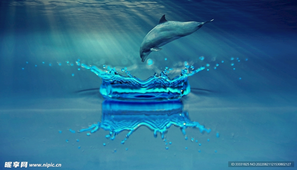 海豚