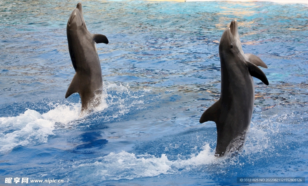 海豚