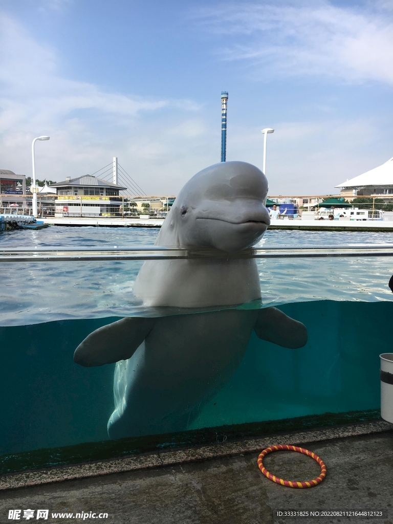 海豚