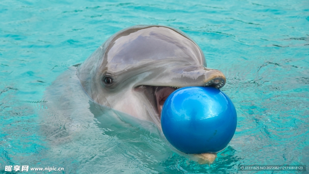 海豚