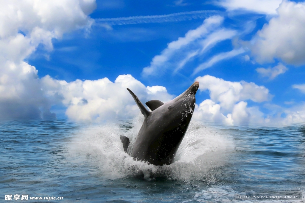 海豚