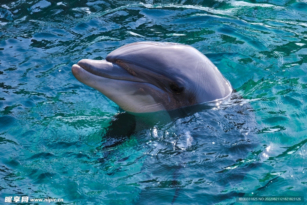 海豚