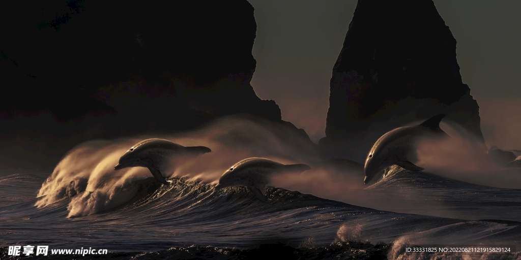 海豚