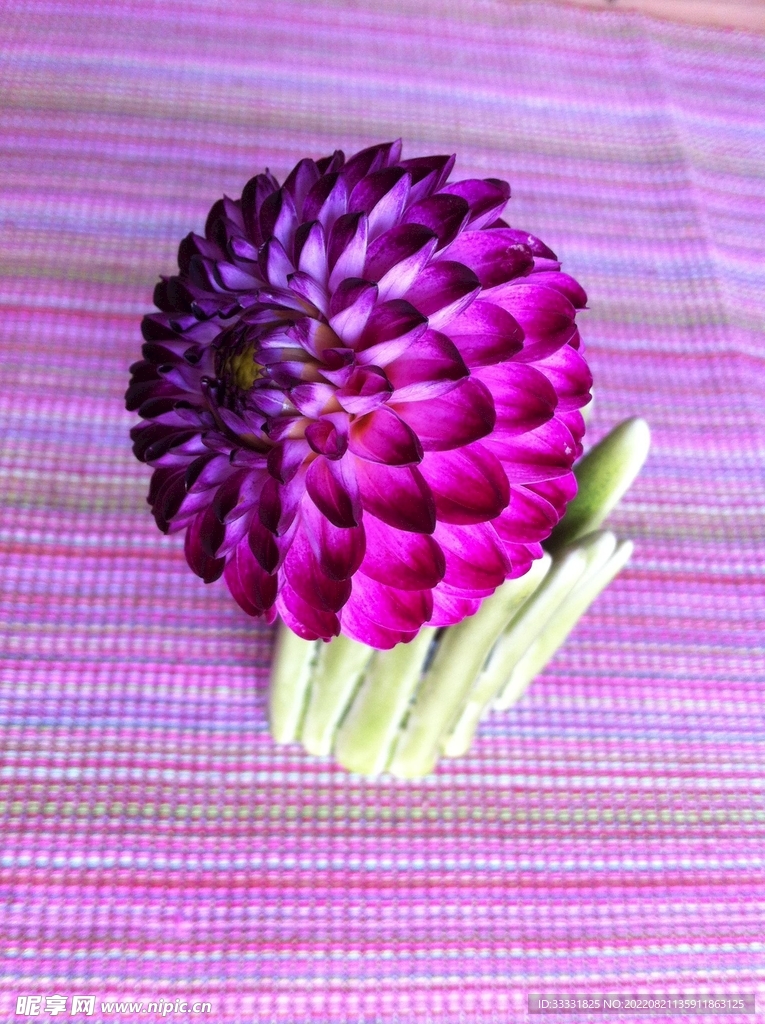 大丽花