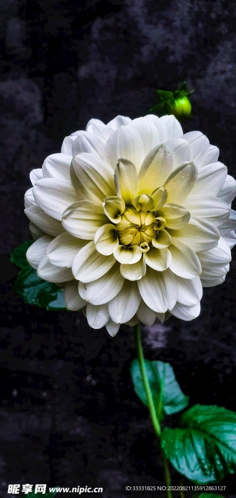 大丽花