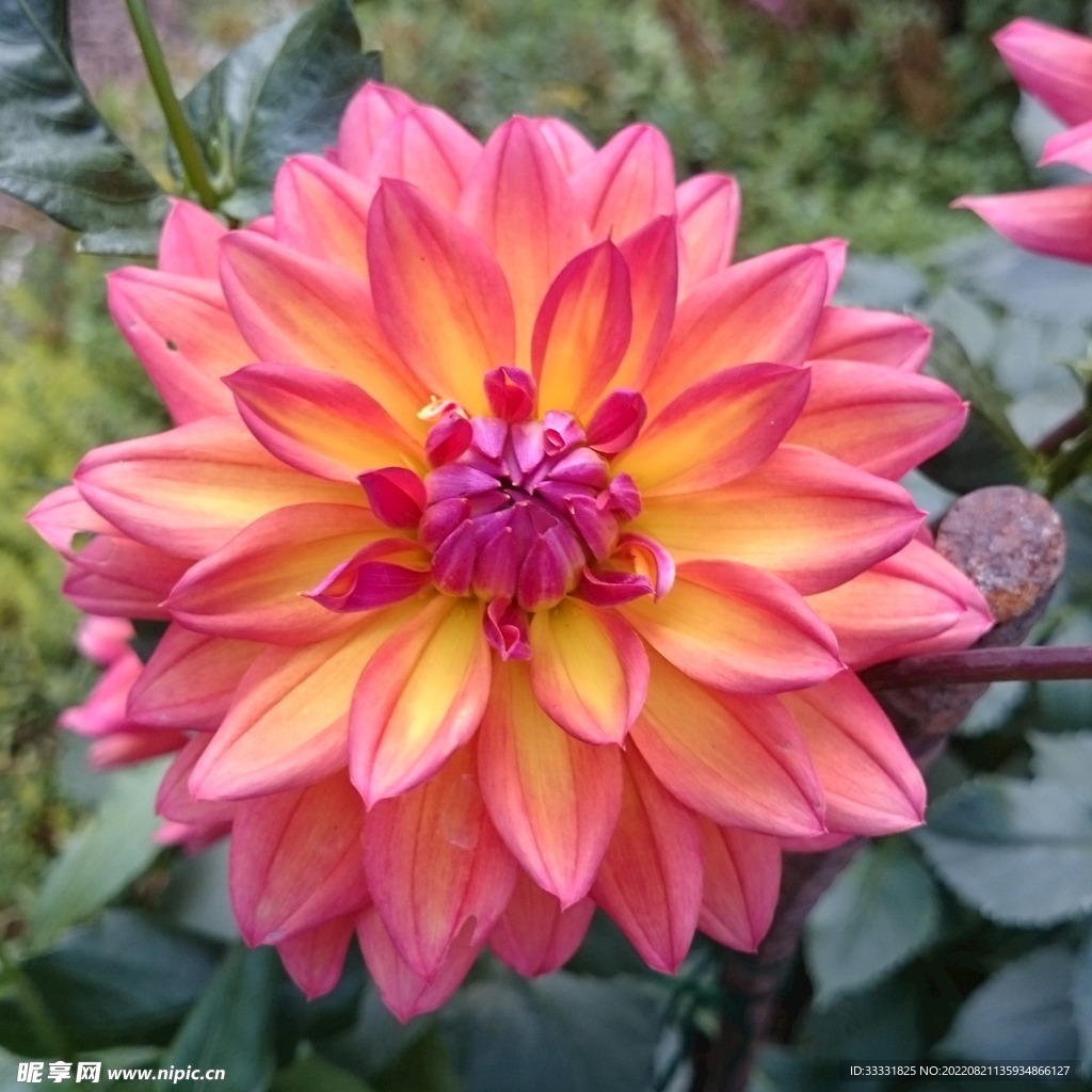 大丽花