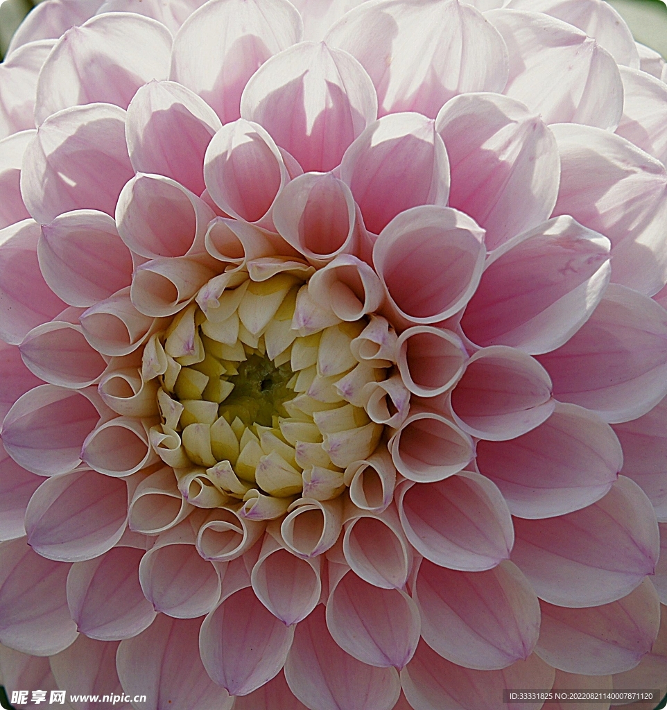 大丽花