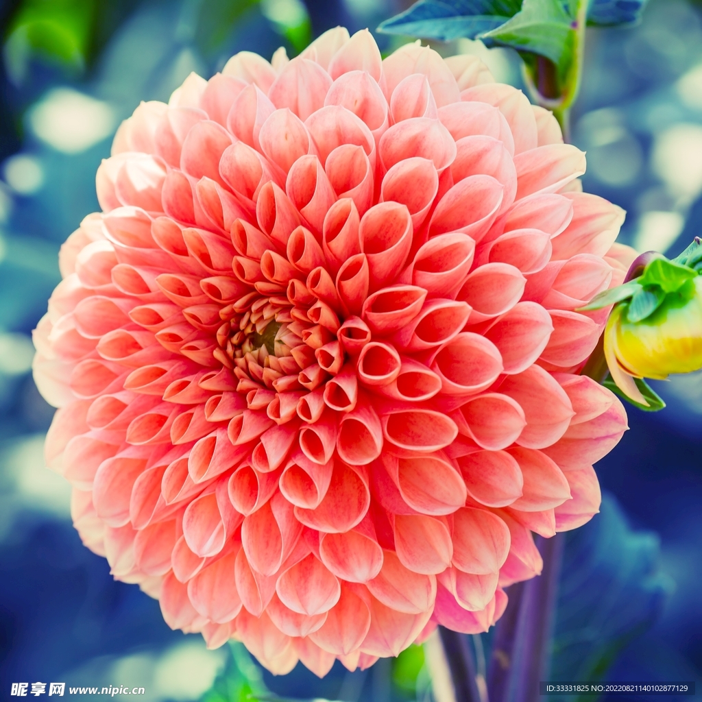 大丽花