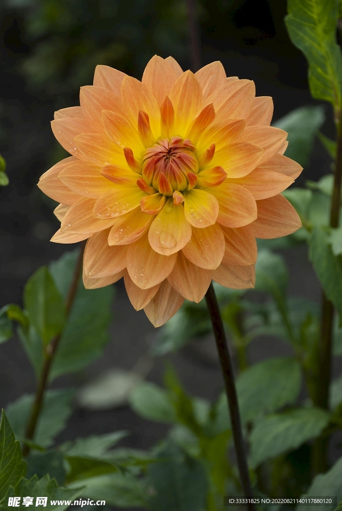 大丽花