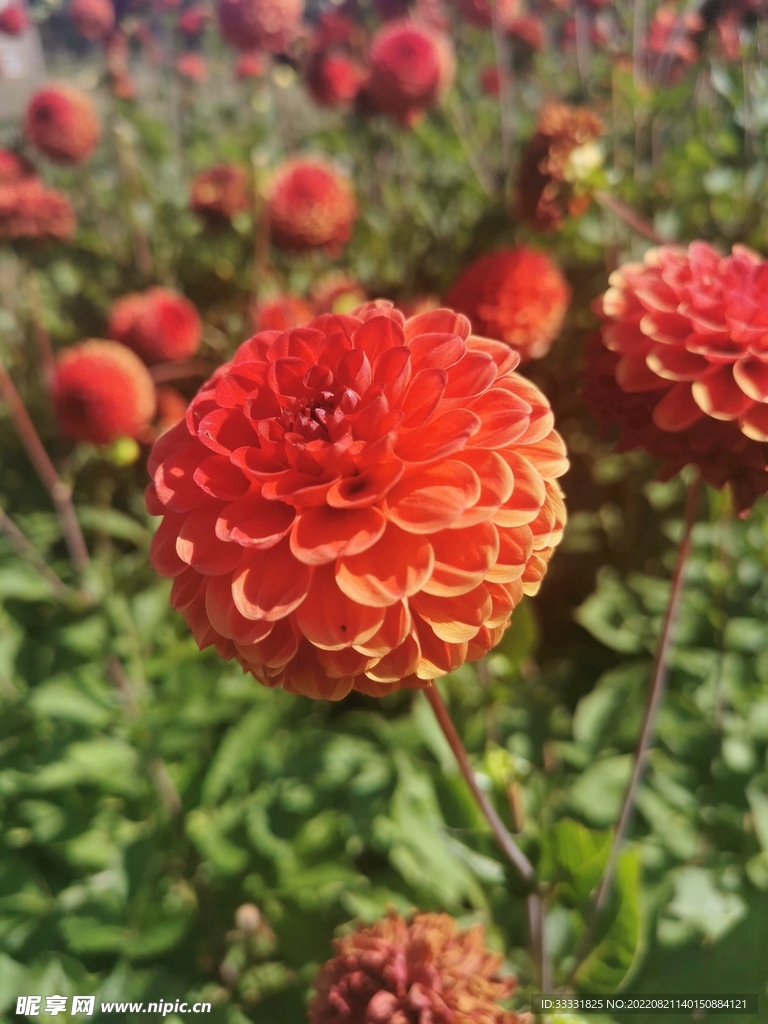 大丽花