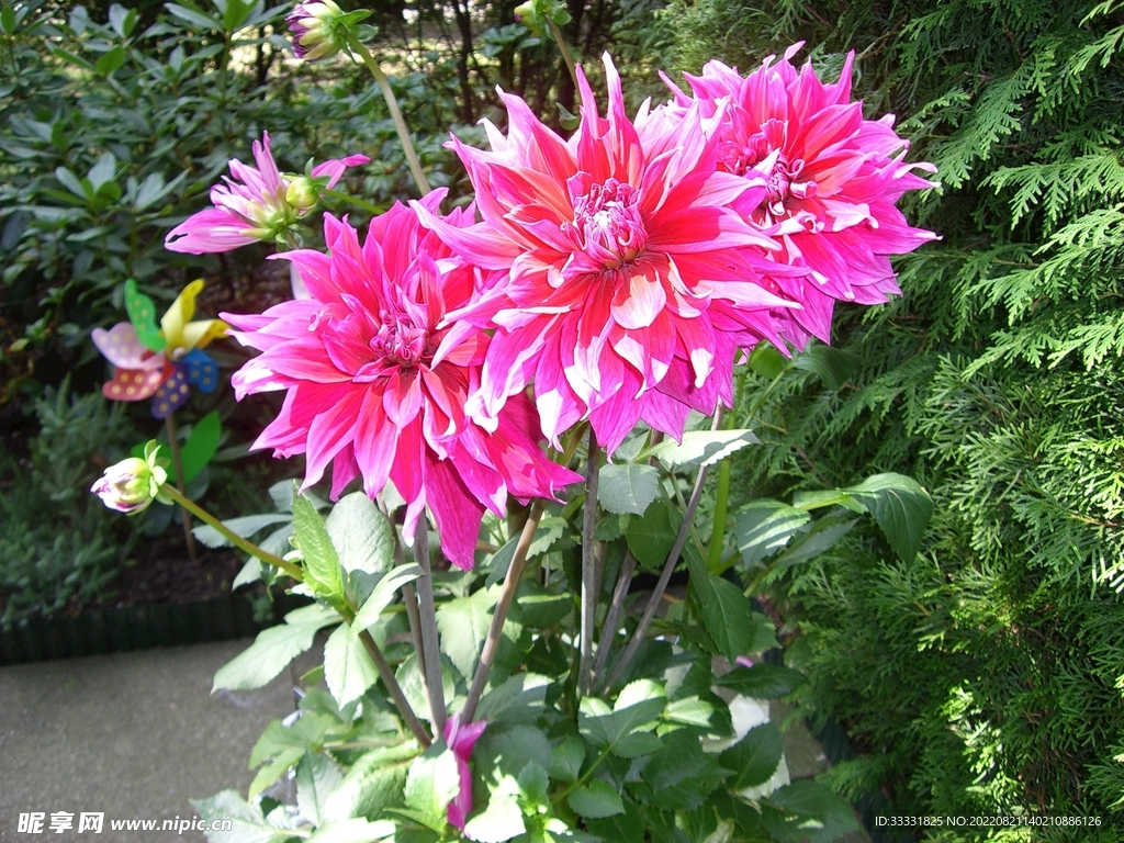 大丽花