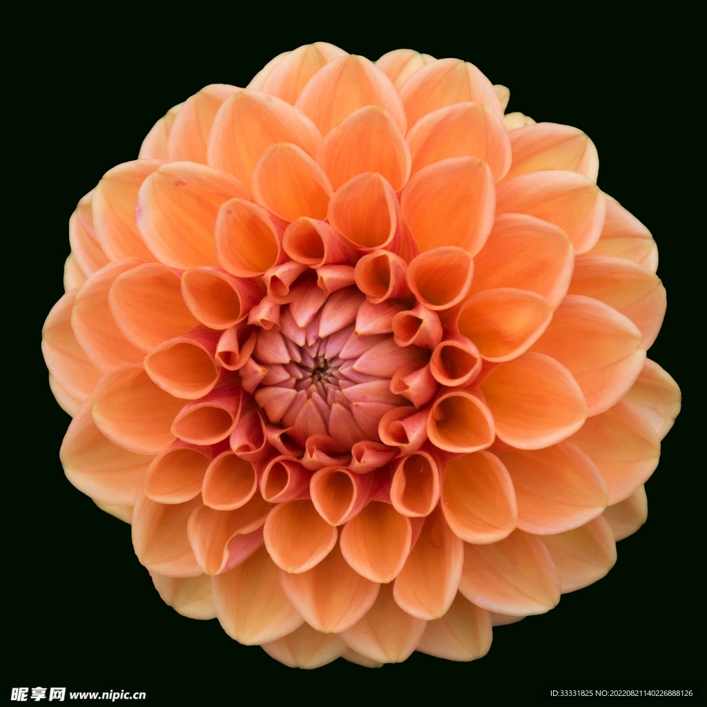 大丽花