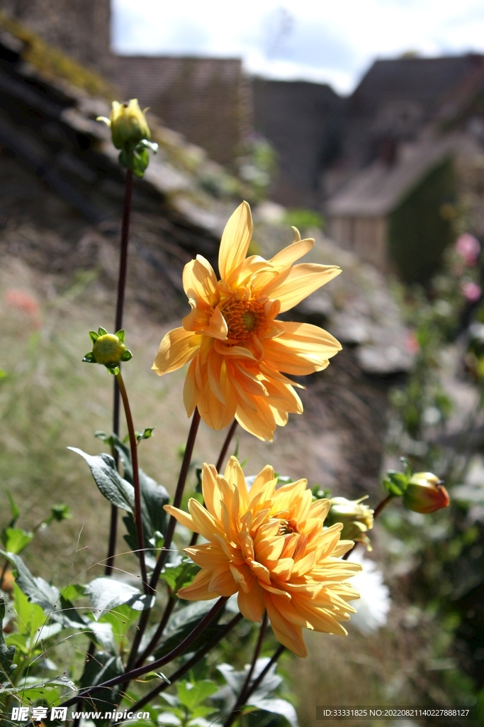 大丽花
