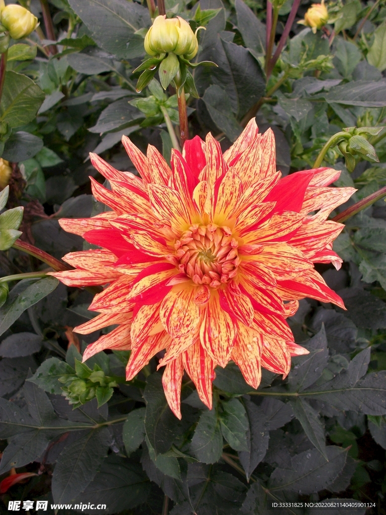 大丽花