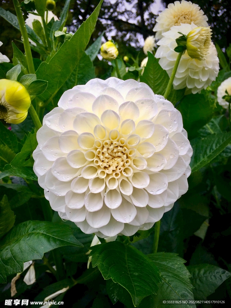 大丽花