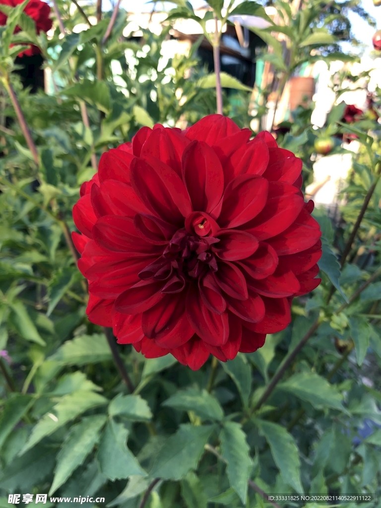 大丽花
