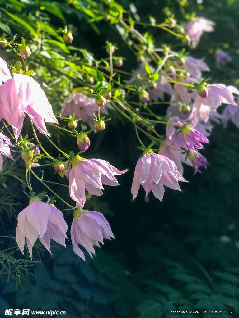 大丽花