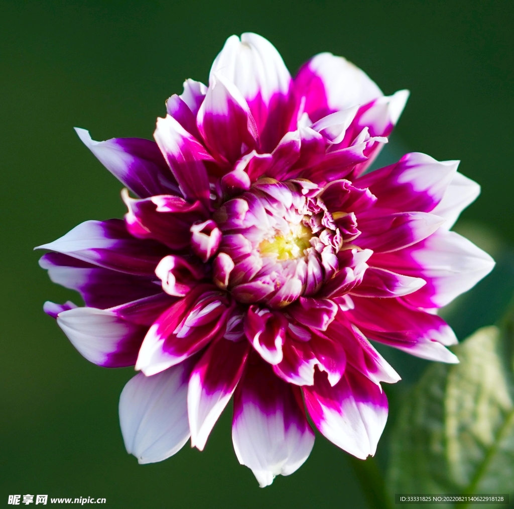 大丽花