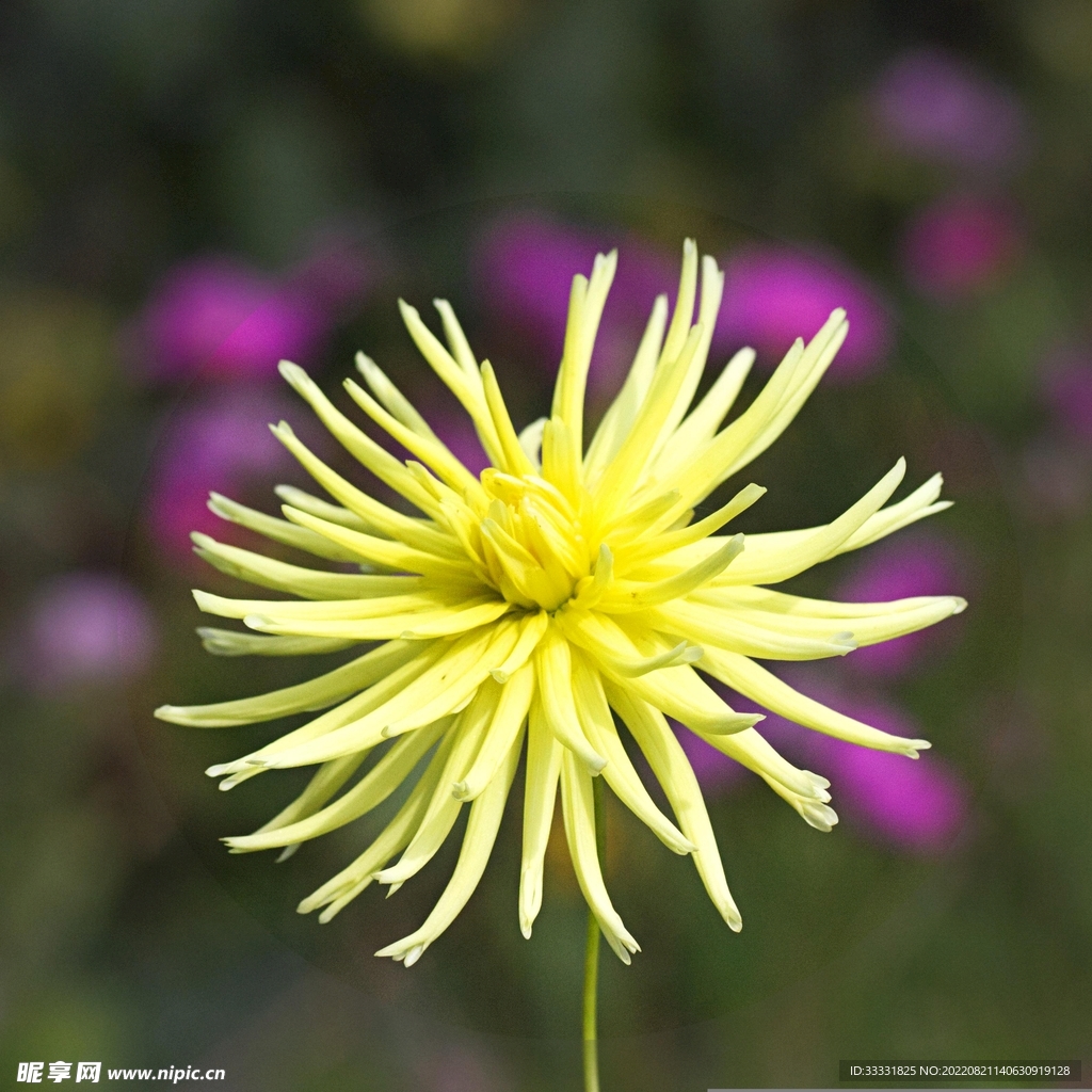大丽花