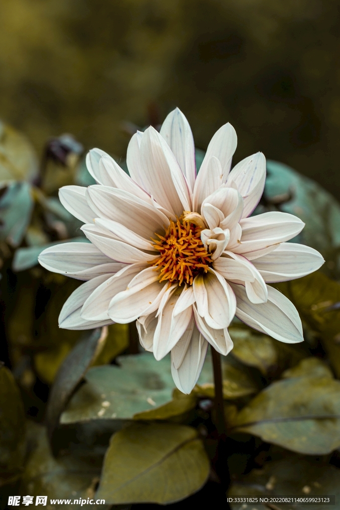 大丽花