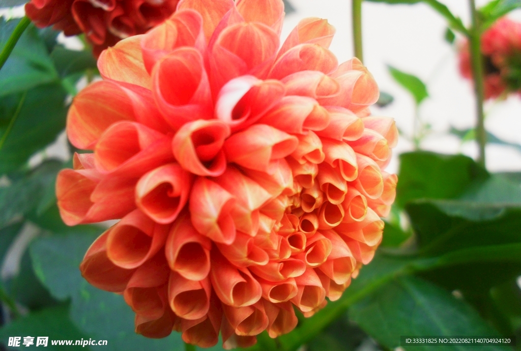 大丽花