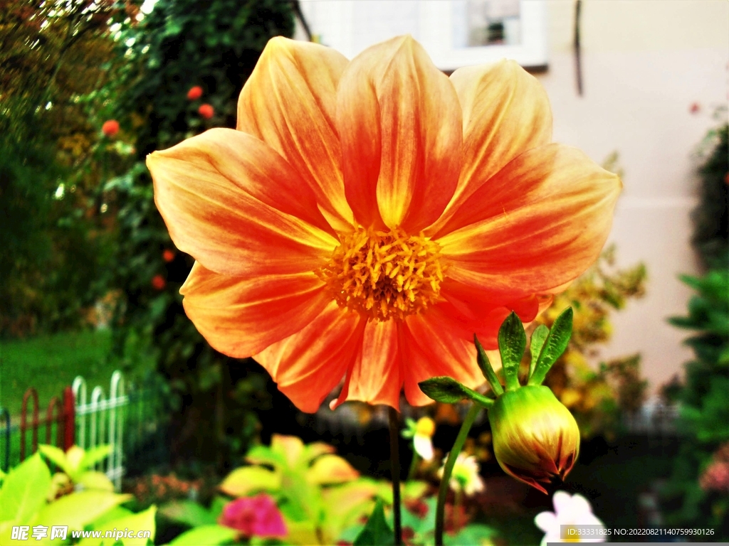大丽花