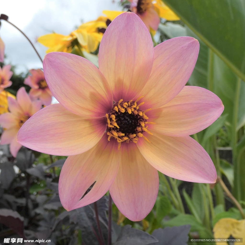 大丽花
