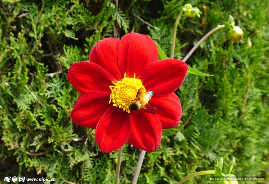 大丽花