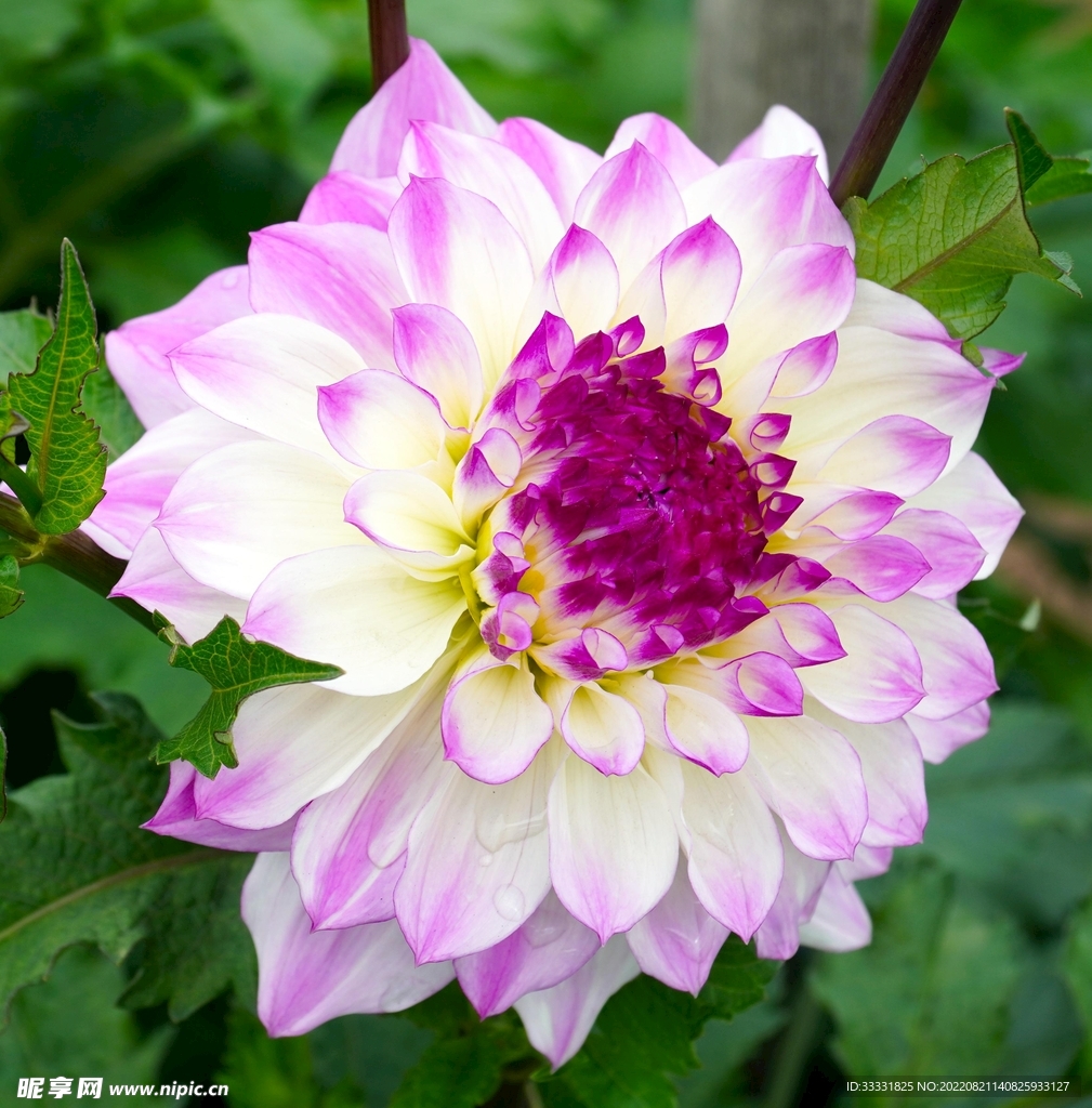 大丽花